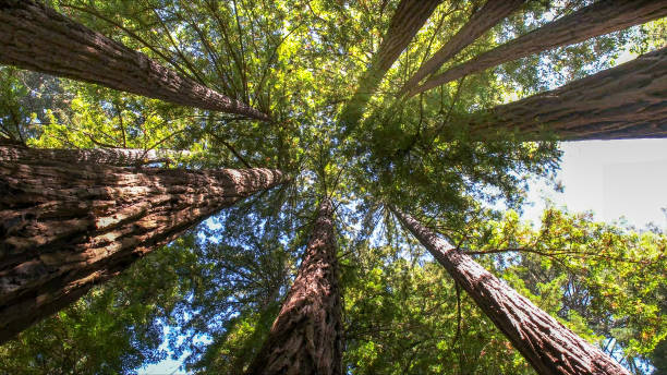 How Our Tree Care Process Works  in  Fox Lake, WI