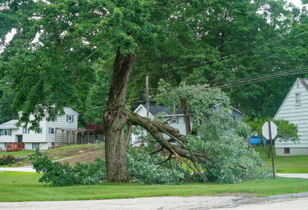 Lawn Drainage Solutions in Fox Lake, WI